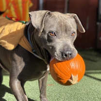 Thumbnail photo of Pike #4