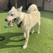 Thumbnail photo of Mushroom #1