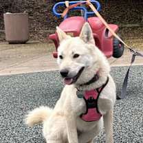 Thumbnail photo of Mushroom #3