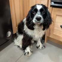 Thumbnail photo of Otto #1