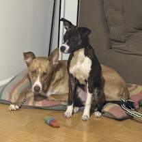 Thumbnail photo of Ivory #3