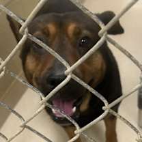 Thumbnail photo of Rose #2