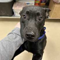 Thumbnail photo of 22979- Laney #2