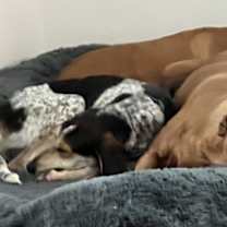 Thumbnail photo of Bo #2