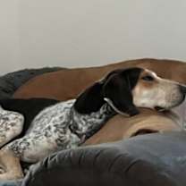 Thumbnail photo of Bo #3