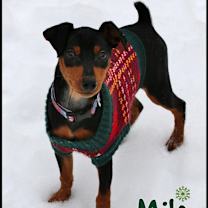 Thumbnail photo of Milo #3