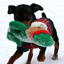 Thumbnail photo of Milo #4