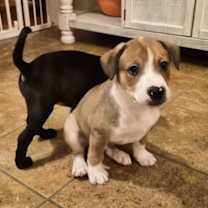 Thumbnail photo of Hammy #1