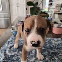 Thumbnail photo of Hammy #2