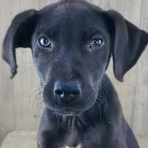 Thumbnail photo of Cade #1