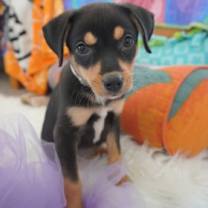 Thumbnail photo of Nutcracker #1