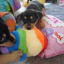 Thumbnail photo of Nutcracker #3