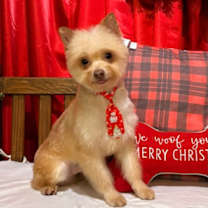 Thumbnail photo of Mocha #1