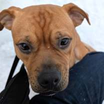 Thumbnail photo of Toby #1