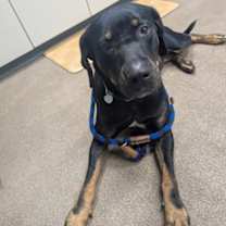 Thumbnail photo of Rio #1