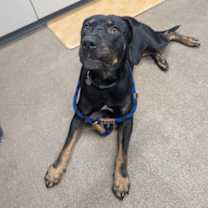 Thumbnail photo of Rio #2