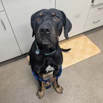 Thumbnail photo of Rio #3