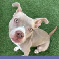 Thumbnail photo of Hazel #1