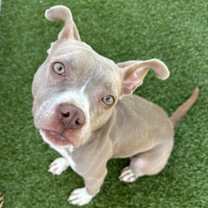 Thumbnail photo of Hazel #2