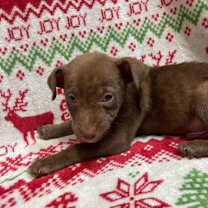 Thumbnail photo of Ember #1