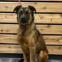 Thumbnail photo of Gordo #1