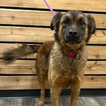 Thumbnail photo of Gordo #2