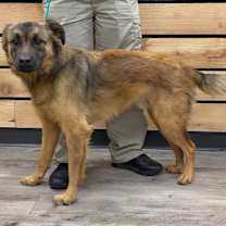 Thumbnail photo of Gordo #3