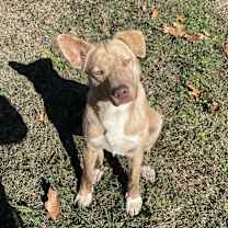 Thumbnail photo of Wylie #3