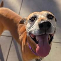 Thumbnail photo of Mush Potato #1