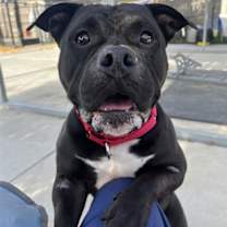 Thumbnail photo of IDK #2