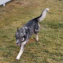 Thumbnail photo of Koda 45568 #3