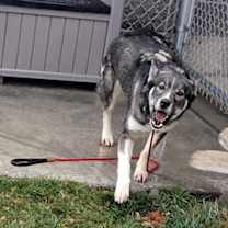 Thumbnail photo of Koda 45568 #4