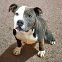 Thumbnail photo of Koda #1