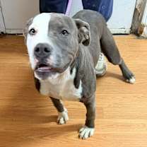 Thumbnail photo of Koda #3