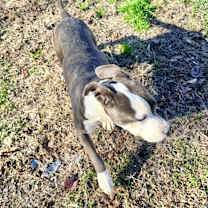 Thumbnail photo of Koda #2