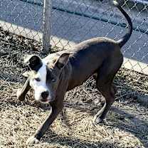 Thumbnail photo of Koda #4