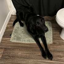 Thumbnail photo of Dexter #2