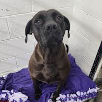 Thumbnail photo of Batina #2