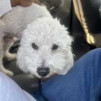 Thumbnail photo of Koby #1