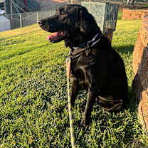 Thumbnail photo of Dexter #4