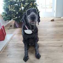 Thumbnail photo of Coco #1