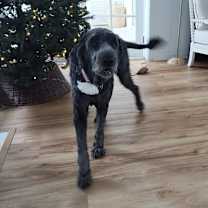 Thumbnail photo of Coco #2