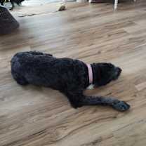 Thumbnail photo of Coco #3