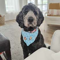 Thumbnail photo of Coco #4