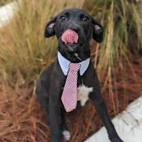 Thumbnail photo of Mighty Mouse #4