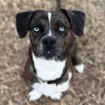 Thumbnail photo of Feliz Navi-Dog #1