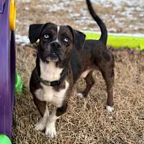 Thumbnail photo of Feliz Navi-Dog #2