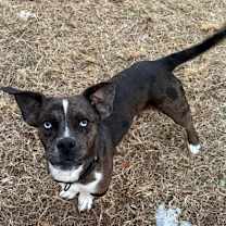 Thumbnail photo of Feliz Navi-Dog #3