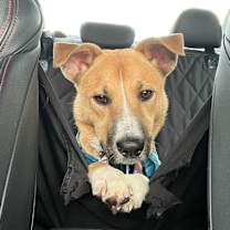 Thumbnail photo of Macey *Adoption Pending* #4