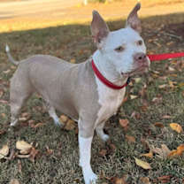 Thumbnail photo of Jack #4